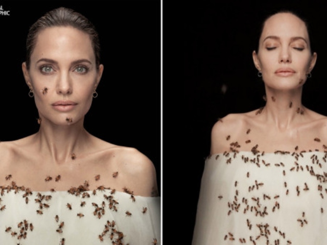 Angelina jolie let bees crawl all over her body to call for environmental protection